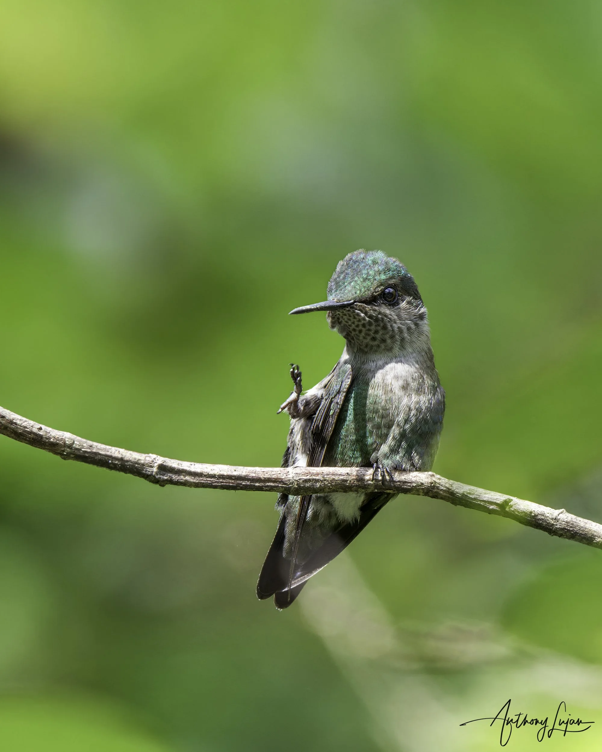 How I Photographed the Vervain Hummingbird — Anthony Lujan